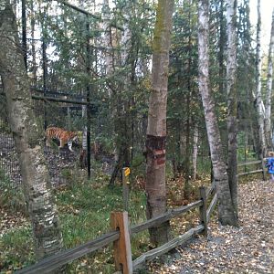 Amur Tiger Exhibit