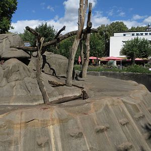 Monkey house - baboon outdoors