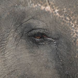 Elephant tears