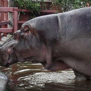 Hippo