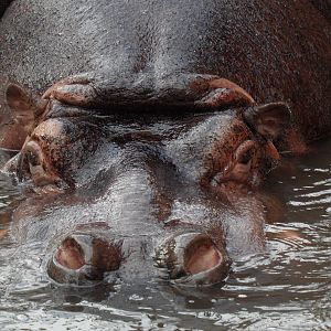 Hippo in water