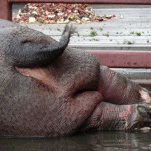 Hippo butt