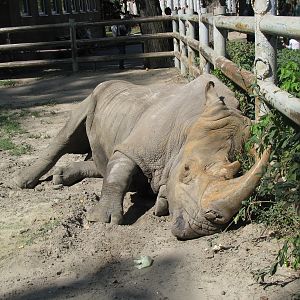 Sleeping rhino