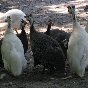 Guinea fowls