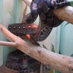 Reticulated pythons