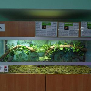 Frog exhibit