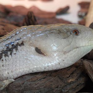 Bluetongue skink