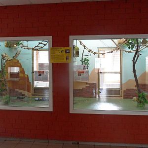 Callithrichid exhibits