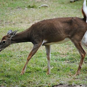 Eastern White-Tailed Deer