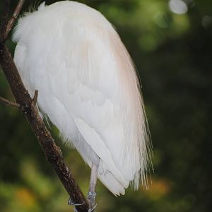 Cattle Egret