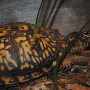 Eastern Box Turtle