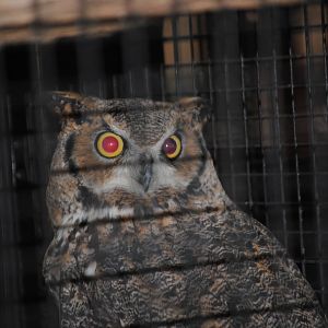 Great Horned Owl