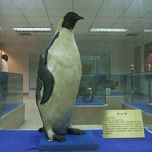 Emperor penguin