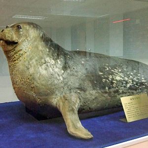 Weddell seal