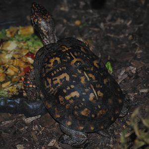 Three-Toed Box Turtle