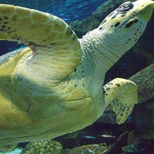 Sea turtle