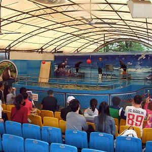 Sea lion show
