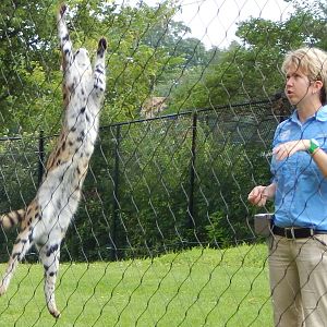 Jul. 2014 - Cheetah Encounter - Serval Demonstration