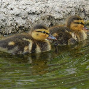 Jul. 2014 - Mallard Ducklings