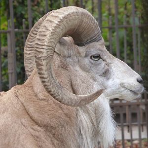 Transcaspian Urial