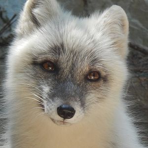 Jun. 2014 - Lords of the Arctic - Arctic Fox Portrait