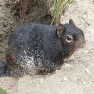 Rock squirrel