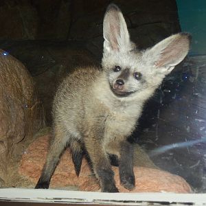 Jun. 2014 - Night Hunters - Bat-eared Fox Kit