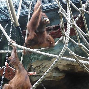 Energetic pair of Bornean orang-utans