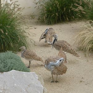 Macqueen's bustard