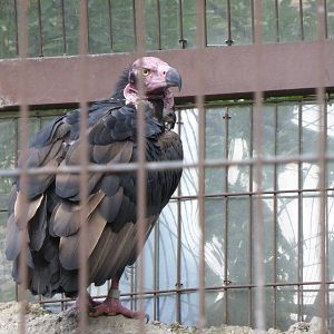 Pondicherry vulture