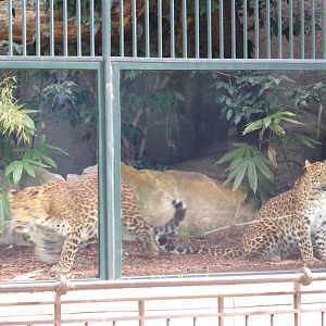 North Chinese leopard pair .