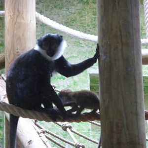 L'Hoest's monkey with baby .