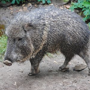Chacoan Peccary