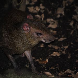 Brazilian Agouti