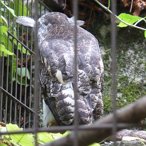 Spot-bellied eagle owl