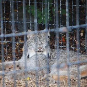Canada Lynx