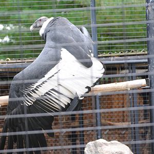Andean Condor