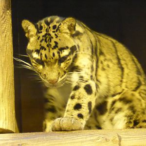 Clouded leopard .
