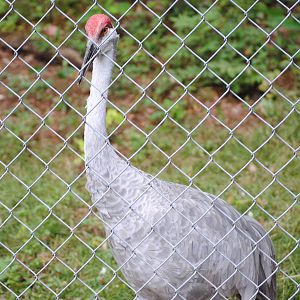 Greater Sandhill Crane