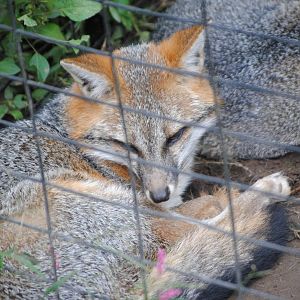 Eastern Grey Fox
