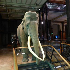 Siam , mounted in the Grand Gallery of Evolution