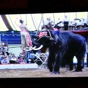 Siam performing at Circus Knie