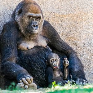 Joanne is getting bigger