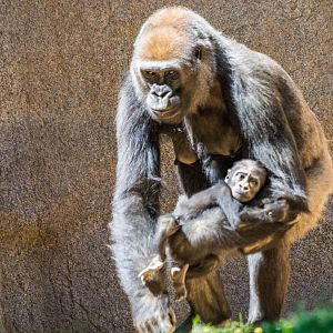 Joanne is getting bigger