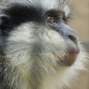 Jul. 2014 - Gorilla World - Greys Crowned Guenon
