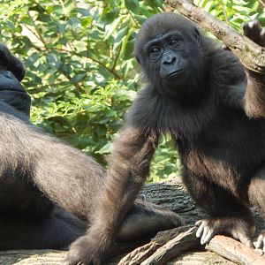 Jun. 2014 - Gorilla World - M'linzi + Gladys