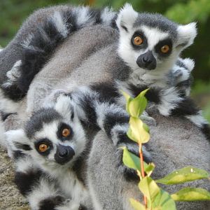 Jul. 2014 - Lemur Lookout - Ring-tailed Lemurs