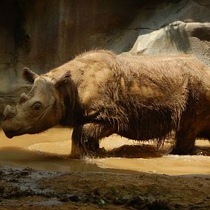 Jun. 2014 - Wildlife Canyon - Harapan