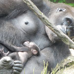 Jul. 2014 - Gorilla World - Asha + Mondika