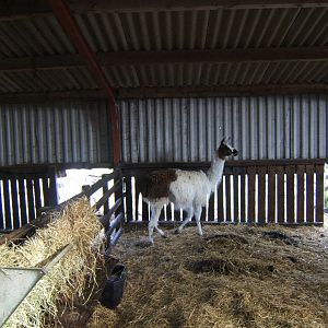 Windmill Animal Farm